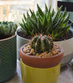 Indoor plants. Marcia Westcott Peck / The Oregonian