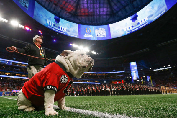 Georgia Bulldogs mascot Uga X on the field before the start of the Chick-fil-A Peach Bowl NCAA College Football Playoff semifinal game. Joshua L. Jones / Athens Banner-Herald
