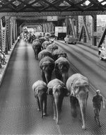 Elephants crossed the Broadway Bridge in 1967, followed by llamas, camels, a zebra, horses and a barking black dog. The animals were part of Ringling Bros. and Barnum and Bailey Circus on the way to performances at the Memorial Coliseum. The Oregonian/OregonLive