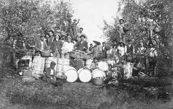 A group of apple pickers pose for the camera at Rose Cliff Orchard near Waynesboro, in these circa 1910 photographs. Courtesy Private Collection