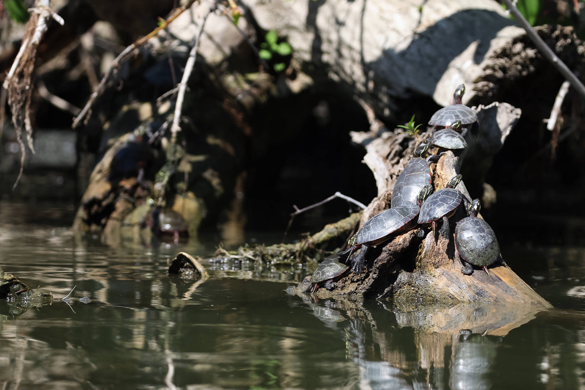 The Cayuga-Seneca Canal connects the Erie Canal to Cayuga Lake and passes through the Montezuma National Wildlife Refuge. A bale of turtles sun themselves on a tree limb on the shoreline in 2025. Tina MacIntyre-Yee / Democrat and Chronicle