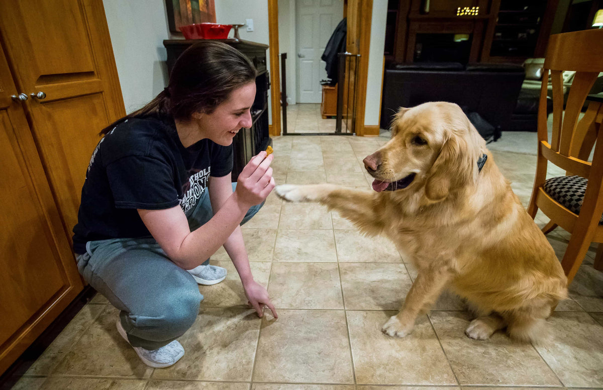 Caitlin Clark gives a treat to the family golden retriever Bella, Feb. 13, 2018, at her West Des Moines home. Rodney White / Des Moines Register
