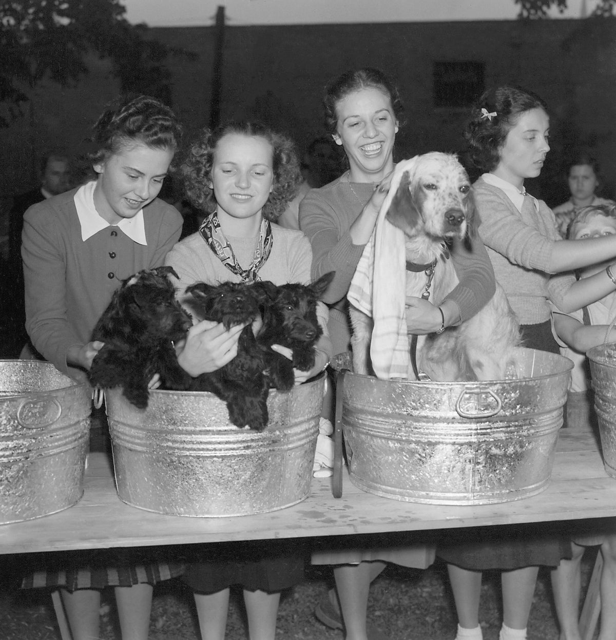 The dog grooming station at the annual Dog Mart in Fredericksburg, 1938. Courtesy Library of Virginia, Chamber of Commerce Collection