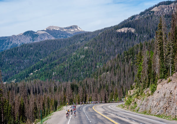 The now-familiar reddish-brown view of beetle-kill pines dots the landscape for cyclists on the tour. Ingrid Muller, Special to The Denver Post