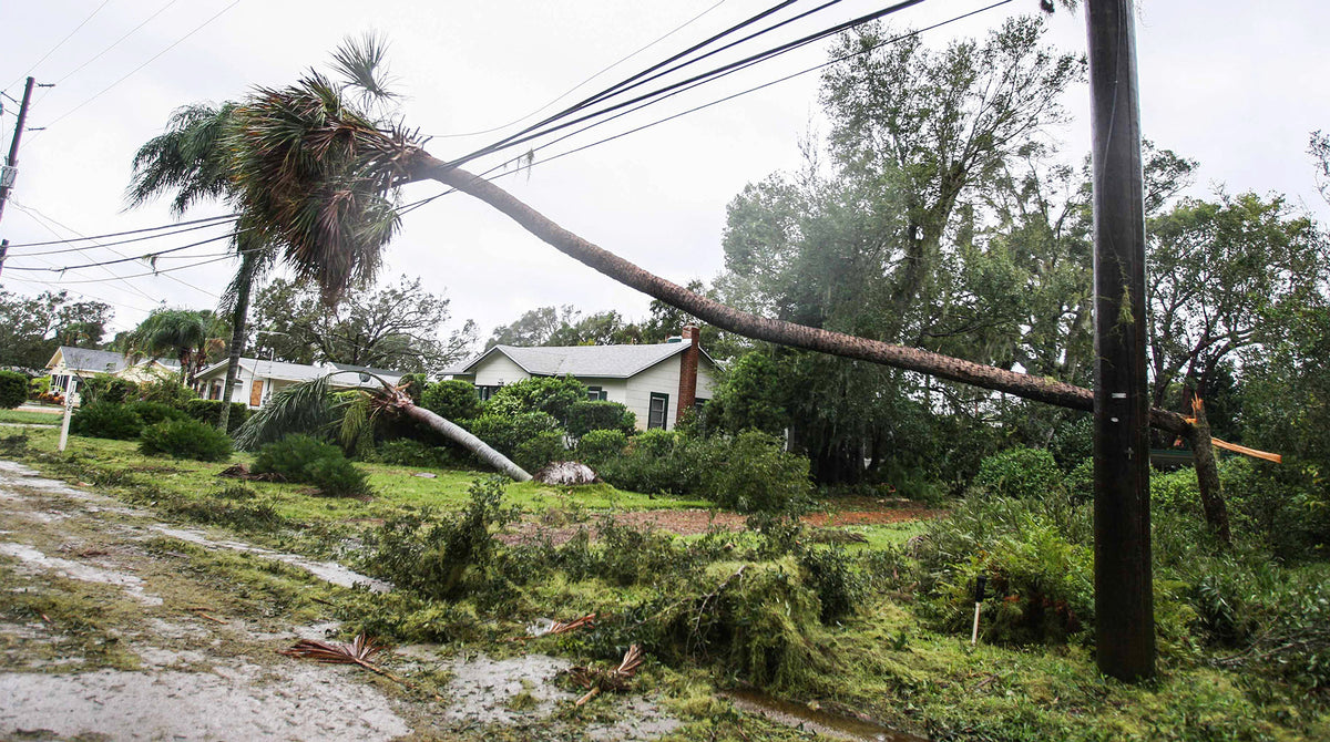 A downed palm tree balances on power lines on Riverside Drive in Edgewater. News-Journal/Lola Gomez