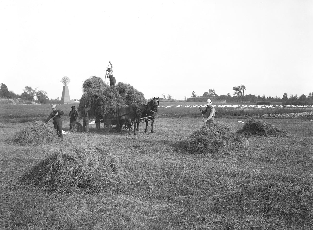 Farmers loading hay at Heart's Delight Farm, circa 1910. Courtesy Miner Institute
