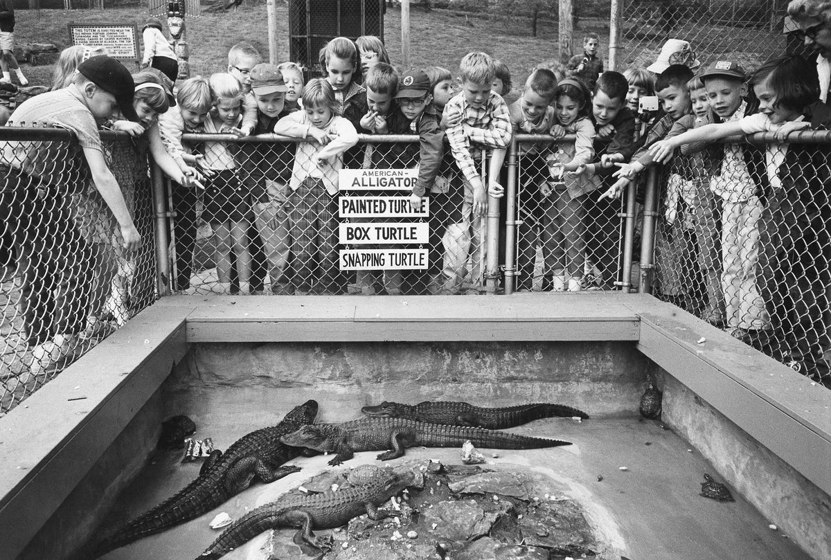 A second-grade class from Hudson looks at alligators and turtles at the Akron Children’s Zoo, May 17, 1963. Courtesy Akron Beacon Journal