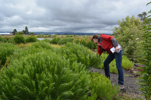 Blooming Junction. Marcia Westcott Peck / The Oregonian