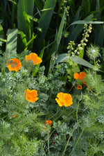 Native plants. Marcia Westcott Peck / The Oregonian