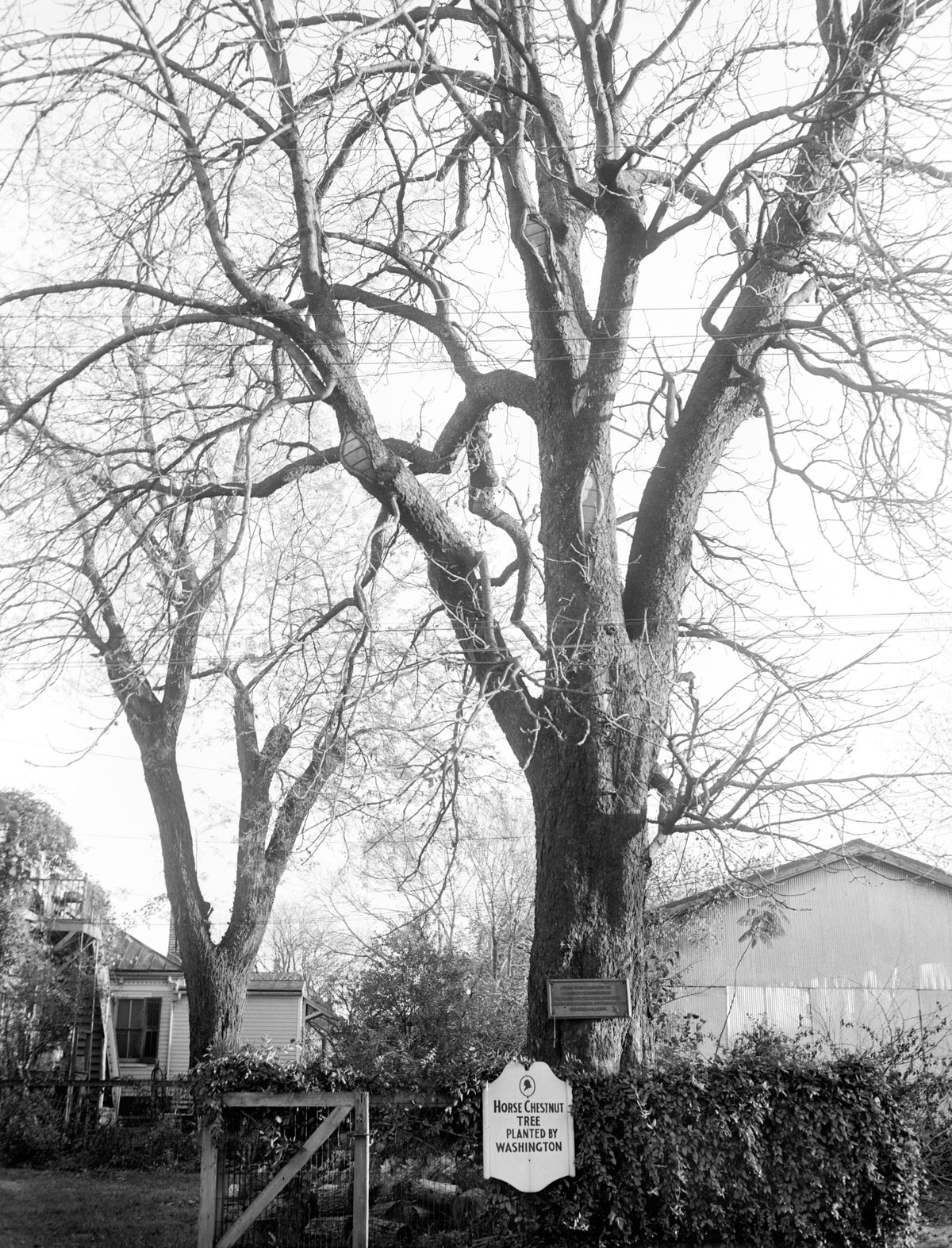 A horse chestnut tree planted by George Washington in Fredericksburg, October 3, 1937. Courtesy Library of Congress