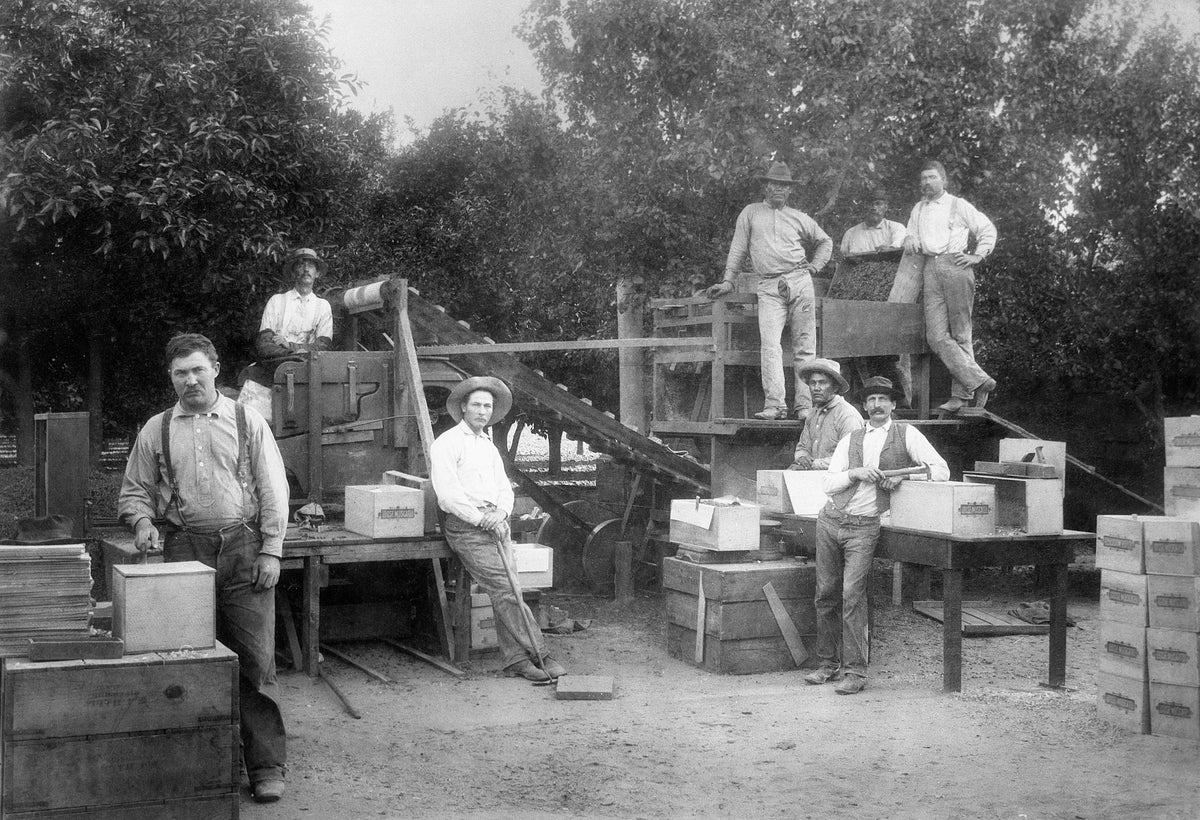 Employees at F. R. Hall’s raisin packing house in the fall of 1891. Courtesy Avery E. Field photographs (MS 146). Special Collections & University Archives, University of California, Riverside