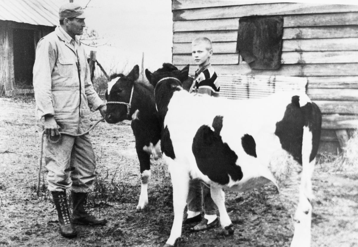 John Harold Beeson and Blake Beeson participating in the Agricultural Extension Service 4-H Calf Program, 1950s. Courtesy Randolph County Public Library