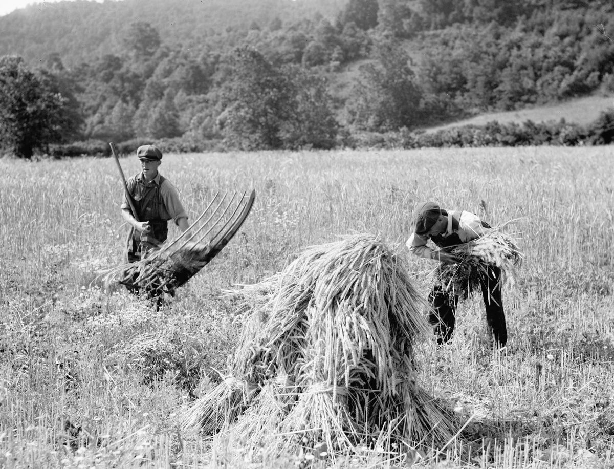 Cradling wheat near Sperryville, June 1936. Courtesy Library of Congress / #LC-USF34- 009368-C