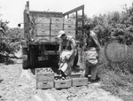 Farmworkers drop avocados into crate boxes at a Vista farm in 1950. The town (incorporated as a city in 1963) called itself the “avocado capital of the world” in 1948, a title claimed as well by nearby Escondido. CourtesySan Diego History Center (#9313)