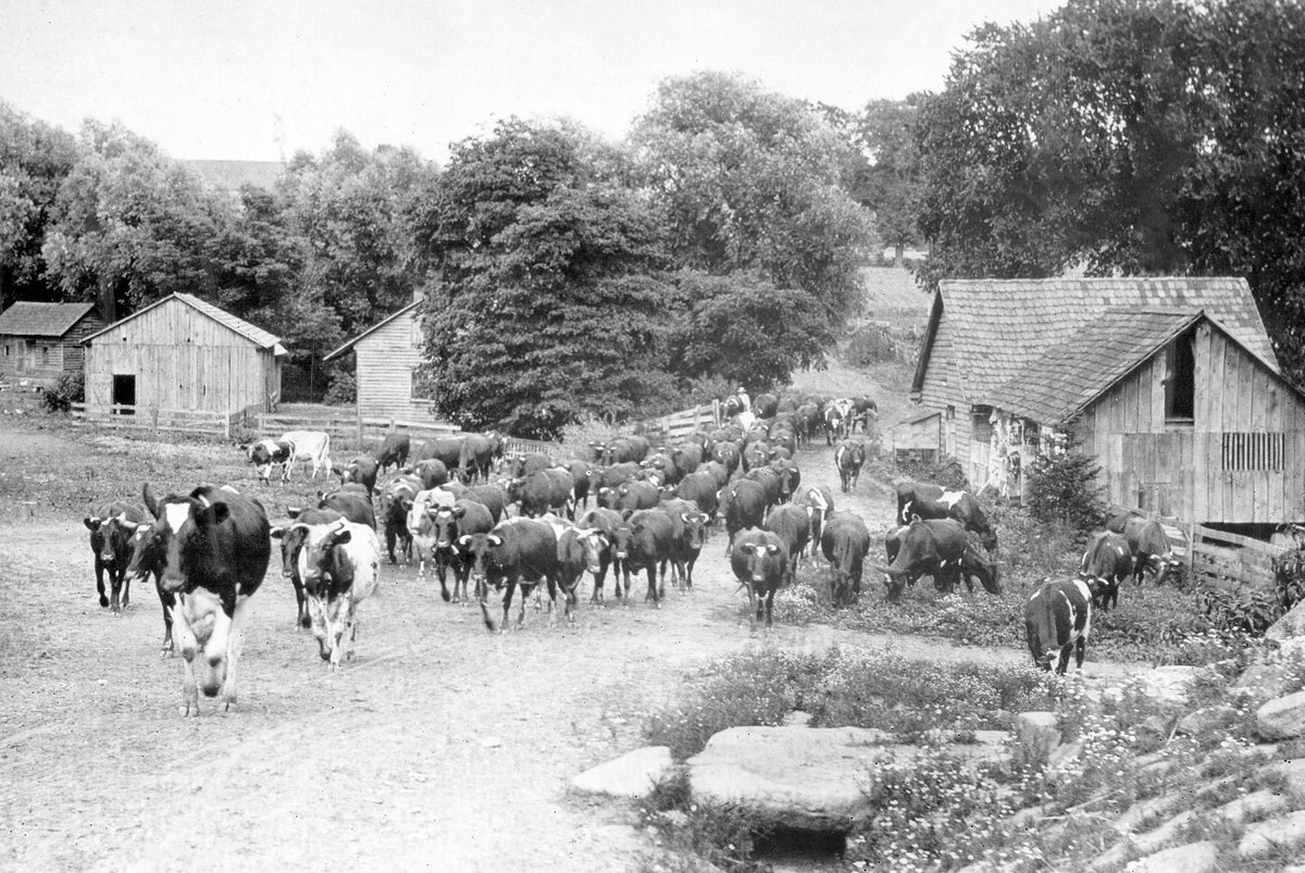 Cows walking down Second Street in the village of Zoar, circa 1895. Courtesy Ohio History Connection / #AL00891