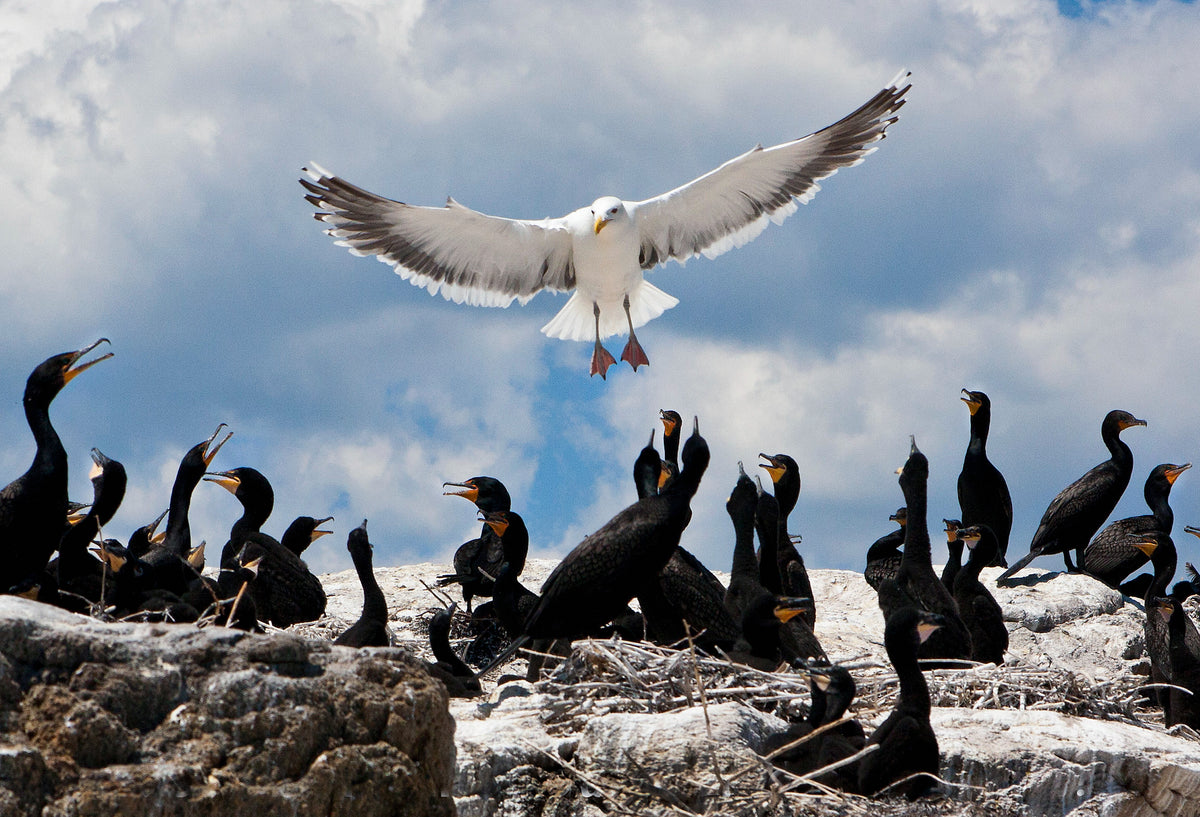A gull hovers over cormorants on Rock Island in Stonington. Carl Tjerandsen