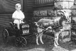 Eugene Mruk, three-years-old, in a goat cart at his home, 3 Dennis Lane, 1931. Courtesy Eugene R. Mruk