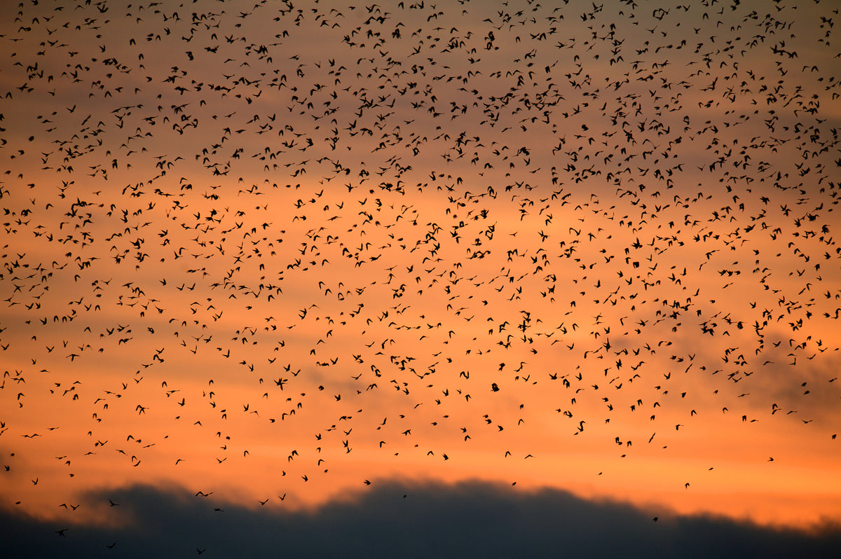 Swallows swarm over Goose Island on the Connecticut River along the Old Lyme shoreline. Tim Cook / The Day