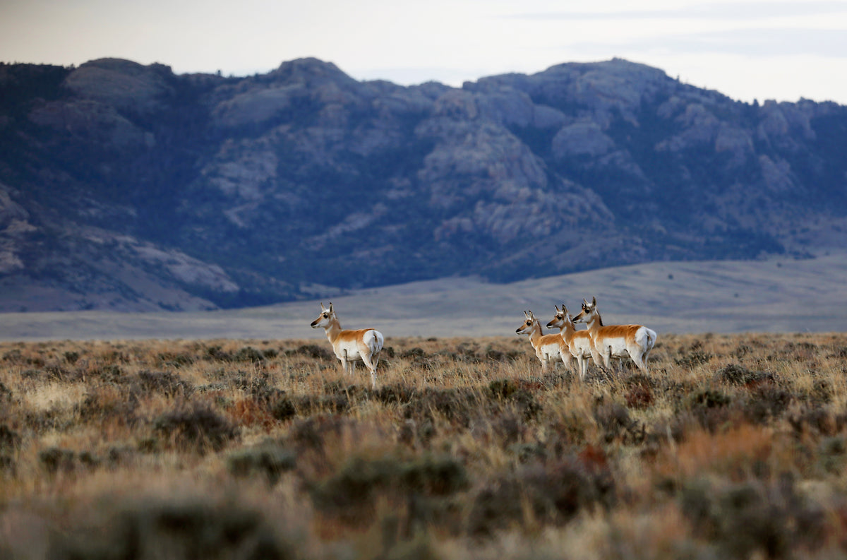 Pronghorn walk through the sage in the early morning April 17, 2017 in rural Natrona County south of Casper. Casper star-tribune