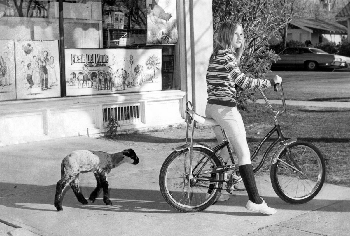 A lamb trailing a young cyclist in June 1972. Courtesy Casper College Western History Center