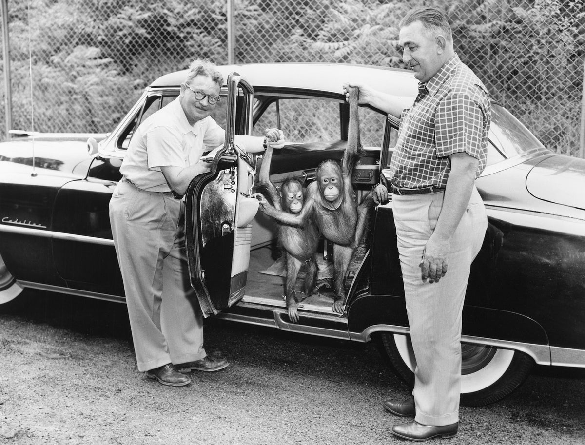 Brookside Zoo Director Fletcher Reynolds (left) and animal dealer Phil Carroll with Sue and Chan, the zoo’s new orangutans, May 29, 1954. Courtesy Cleveland Public Library Photograph Collection/#SCL011518