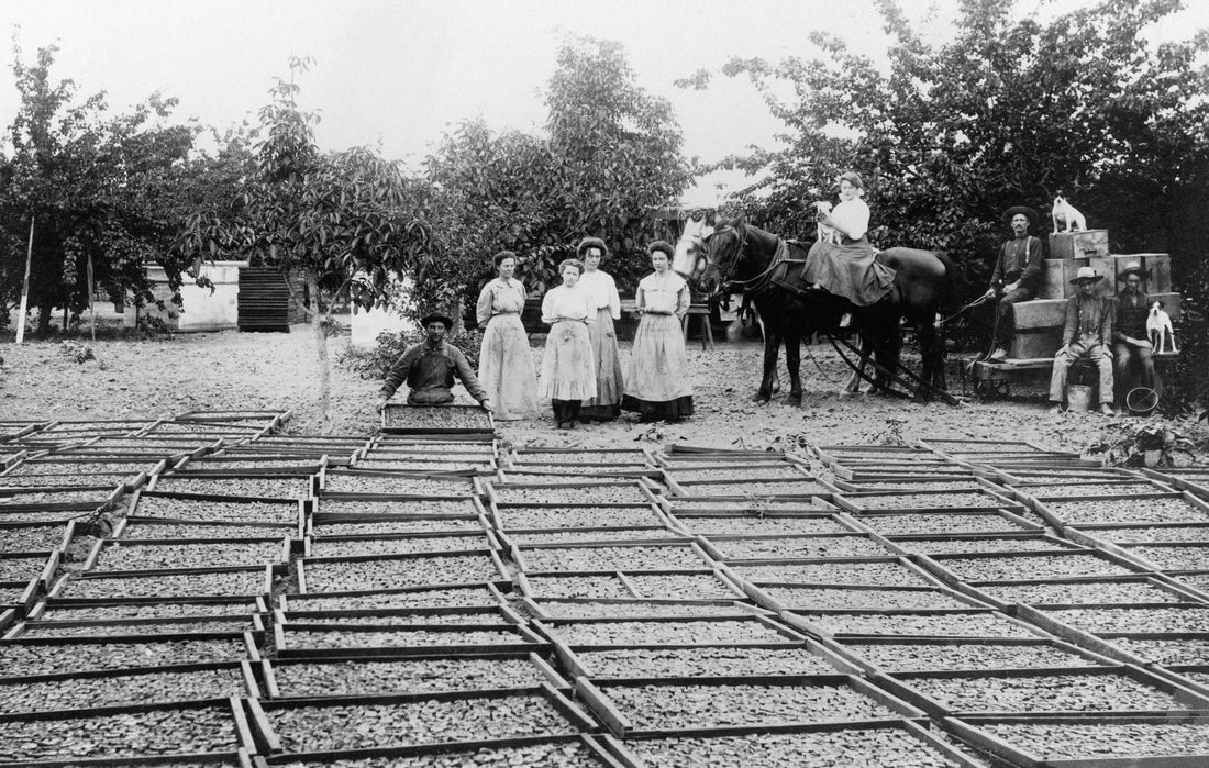 Drying apricots on the George Fox Ranch in Tustin, circa 1910. Courtesy Orange County Archives