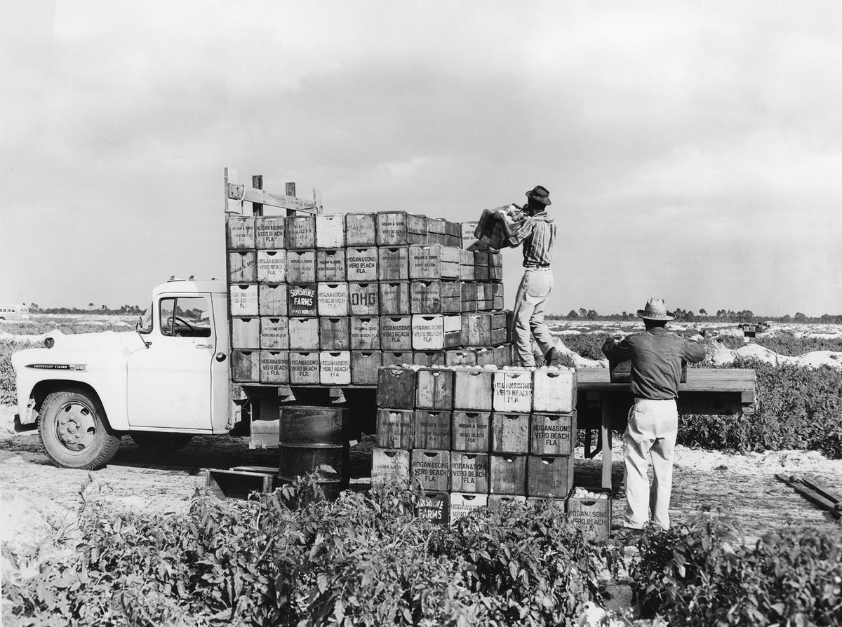 Two employees of Hogan & Sons Packing House load a truck with crates of tomatoes, circa 1960s. Courtesy Indian River County Historical Society Collection, Archive Center, Indian River County Main Library