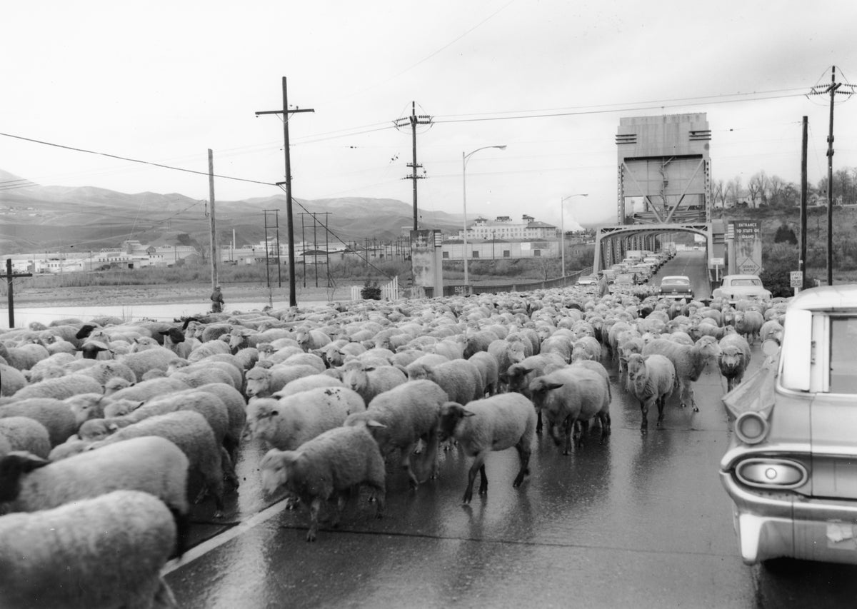 Nick Busch, a longtime sheep hearder, anually brought his flock through Lewiston's 16th Avenue, across the bridge and up the Snake Rover to a place near Buffalo Eddy to shear sheep. This occurance was captured November 24, 1963. Courtesy Arthur Andrews