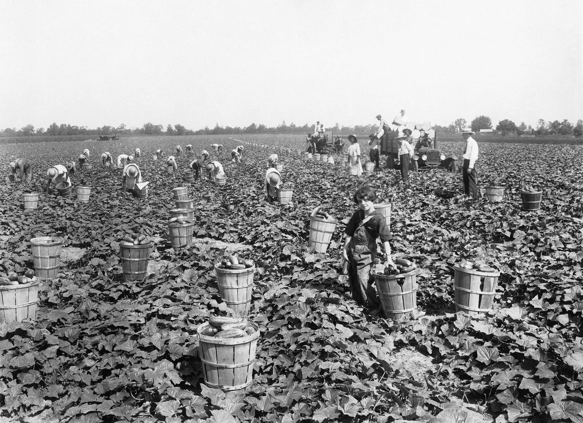 Field workers picking cucumbers, circa 1925. Lowndes County Historical Society and Museum