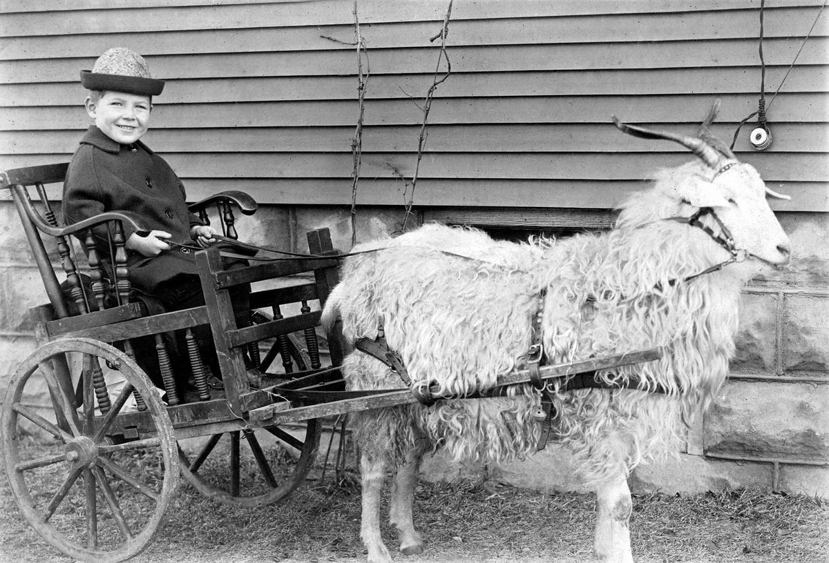 Everett Cassell in a traveling photographer’s goat cart, 1917. Courtesy Linda Cassell Davis