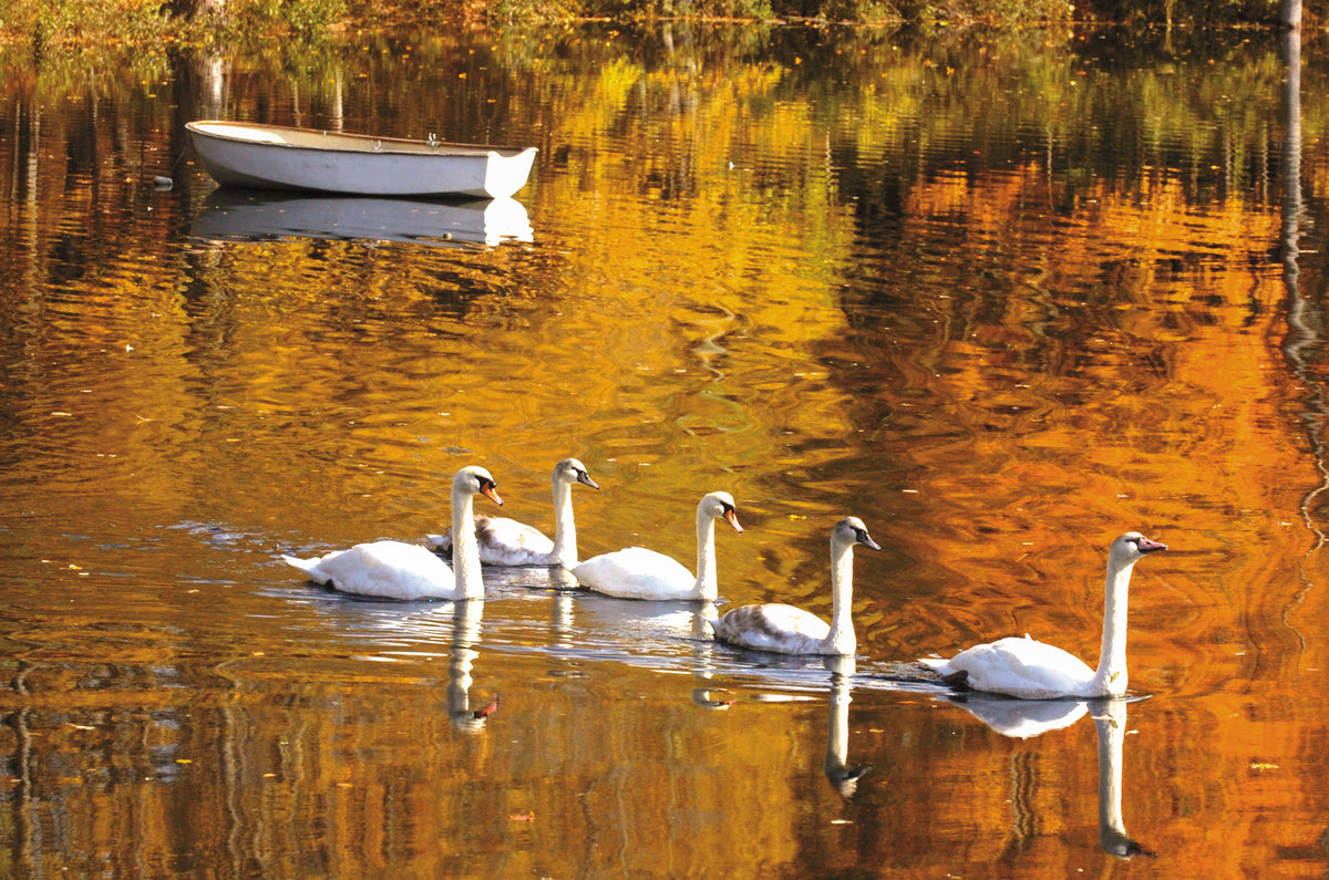 Swans swim at Falls Brook in Lyme. Tim Cook / The Day