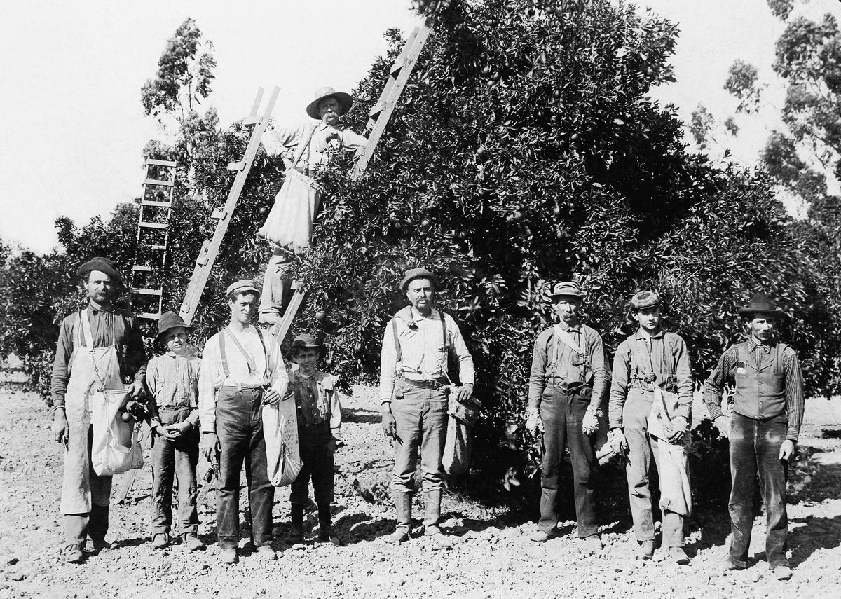 Picking oranges in the Theodore Rimpau Grove, Anaheim, 1899. On ground, from left: George Wells, Wells’ son, Frank Jennings, Wells’ son, Archie Cadman, George McAuley, William T. Wallop, Billie Cooper. Standing on ladder is Frank Clark. The grove was located at 209 South Palm Street (later became Harbor Boulevard) at West Broadway in Anaheim, the site of the Anaheim Central Library at the time of publication in 2020. Courtesy Anaheim Public Library