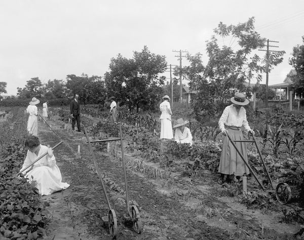 Women working in a garden, circa 1910. Courtesy State Archives of North Carolina / #PhC.182.02.07