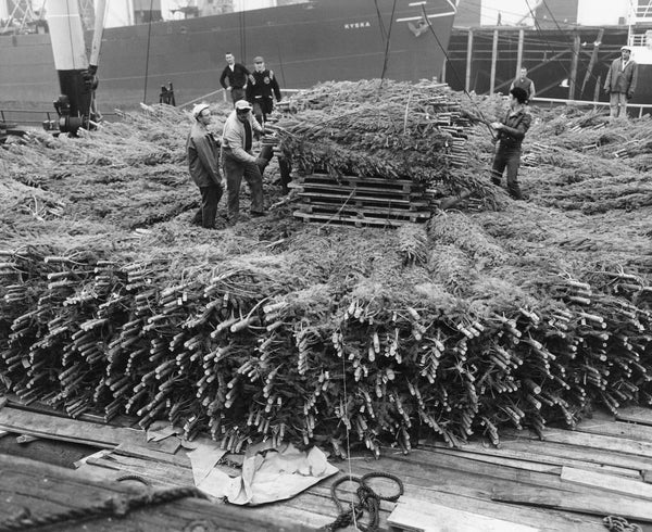 Dockworkers loading Christmas trees onto the deck of the Hawaiian Craftsman at Terminal 4, Port 2 for delivery to Honolulu, Hawaii, 1958. Courtesy Gary Larsen