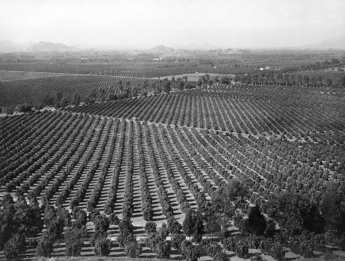 Citrus groves as far as the eye can see, grown by Arlington Heights Fruit Company, circa 1900. The company formed in 1894 with W. Irving as President. Courtesy Riverside Public Library