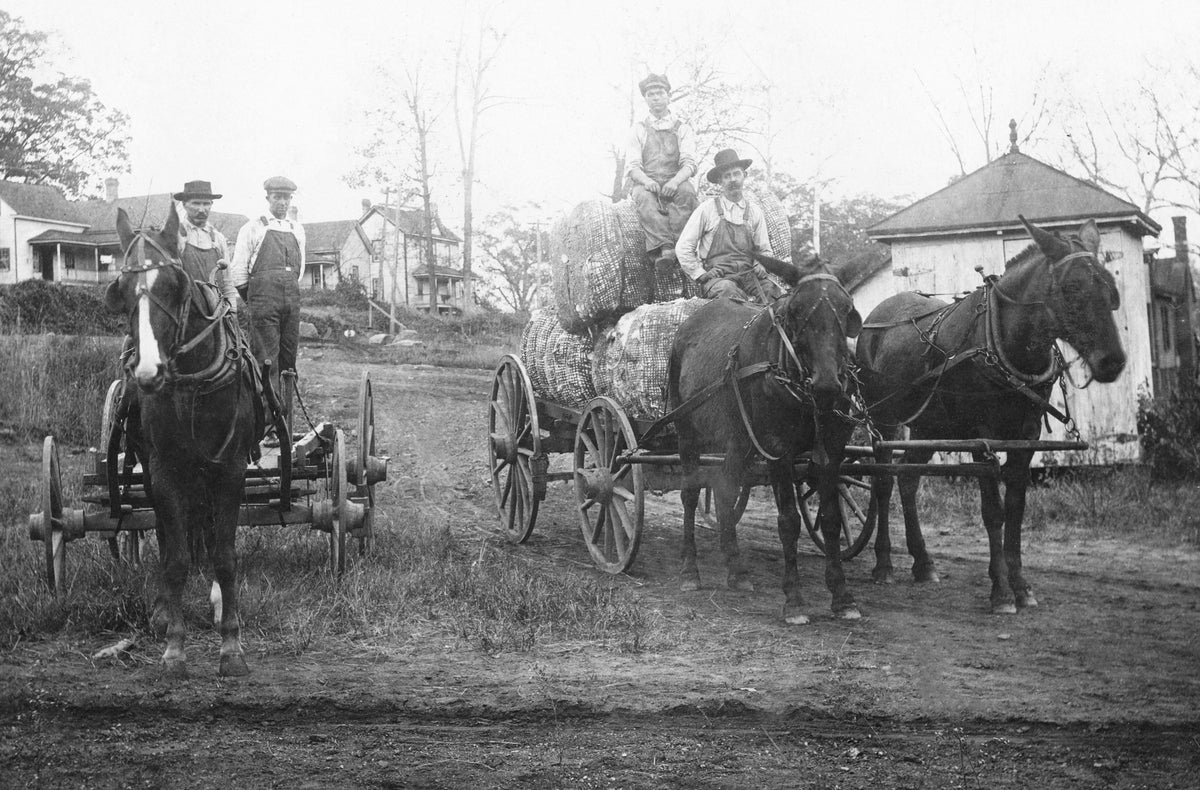 Franklinville Manufacturing Company horse teams, 1916. Courtesy L. McKay Whatley, Jr.