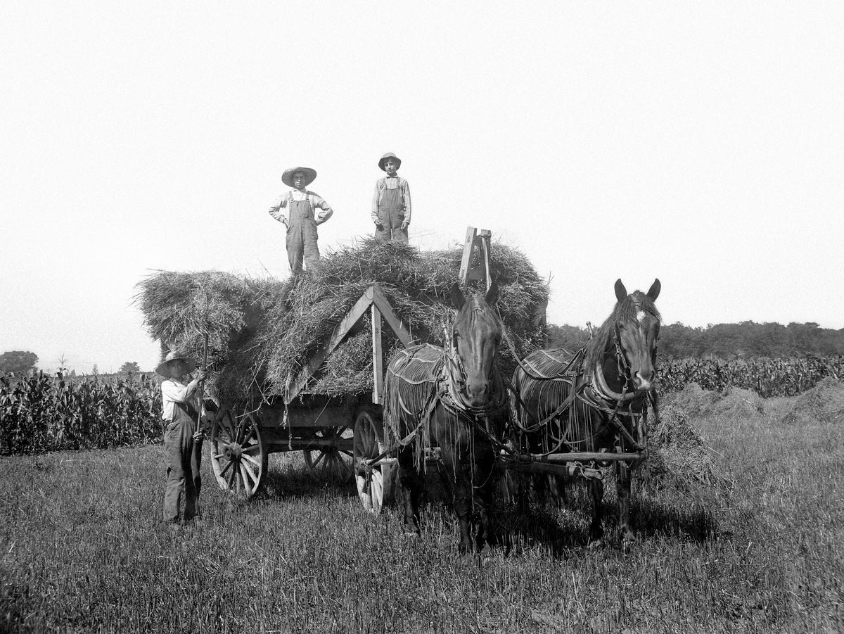 The Keilman boys making hay on their farm just south of Dyer in 1920. Andrew is standing beside the wagon, while Leo and Alphonse perch on top. Courtesy Marlene Keilman Townsend