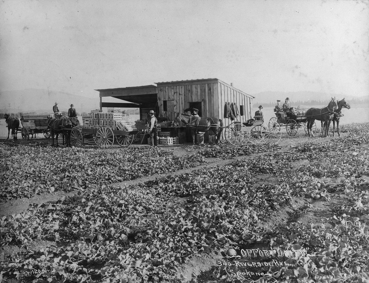 Cantelope field in Opportunity, June 1906. Courtesy Spokane Valley Museum