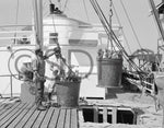 Commercial fishing thrived in San Diego, with fishing fleets docked along the Embarcadero and canneries on Harbor Drive. This photo shows unloading a tuna catch in June 1957. CourtesySan Diego History Center (#S-4101)