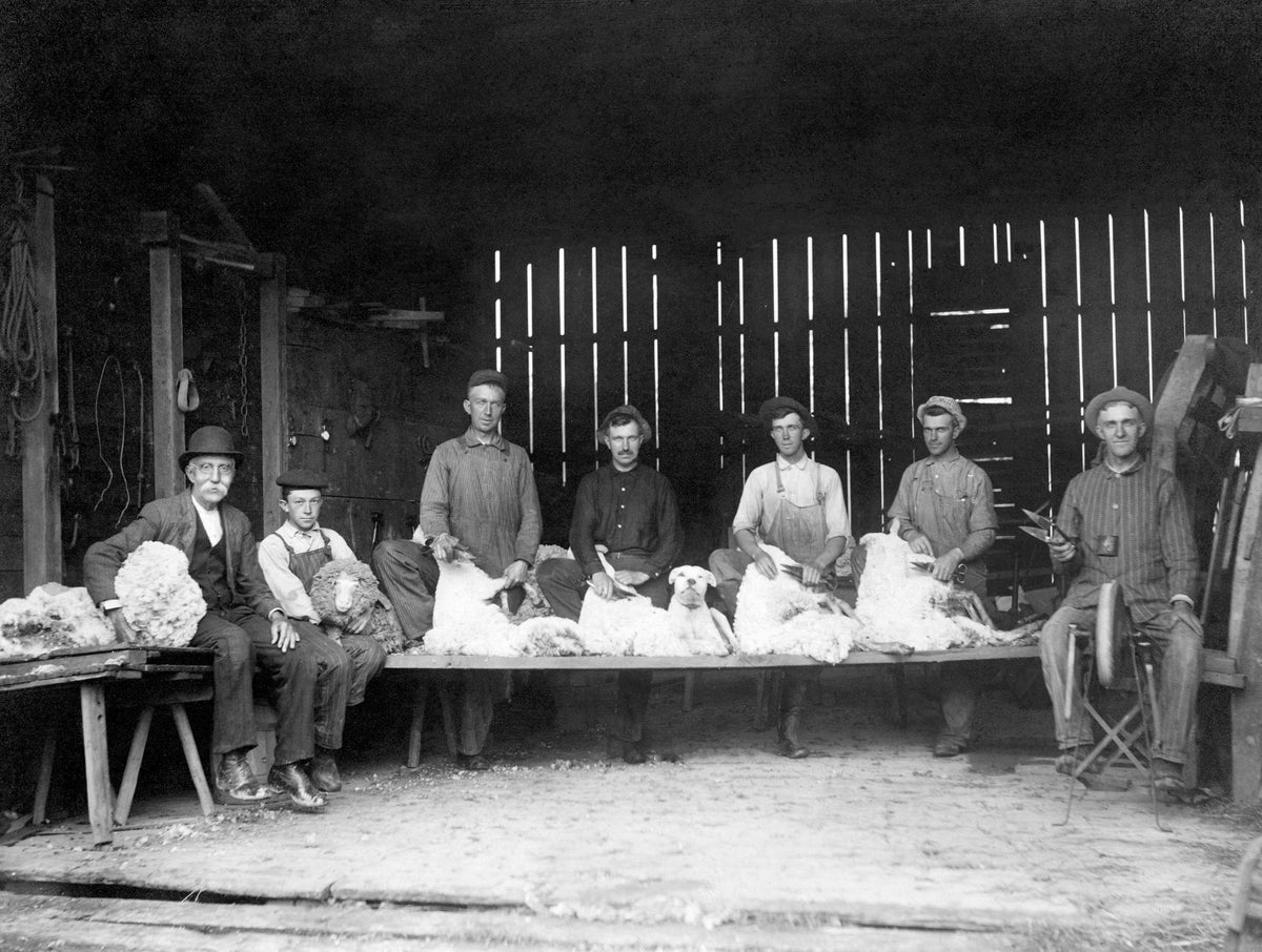 William Levengood and his sons shearing sheep at the family farm a mile north of Ragersville on Ragersville Road, 1916. All of the sons would return for a week to help with the shearing. From left are William Levengood, grandson Glen, sons Lee, Malvin, Ray, Emmett, and Orlando Levengood. Courtesy Terry Levengood Mizer