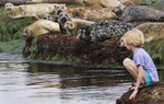 Harbor seals look at 8-year-old Grace Gugerty as she watches them along the rocks near the Children’s Pool in La Jolla. Grace was visiting with her family from Cortland, N.Y., and said she wants to be a veterinarian when she is older. Don Kohlbauer / The San Diego Union-Tribune