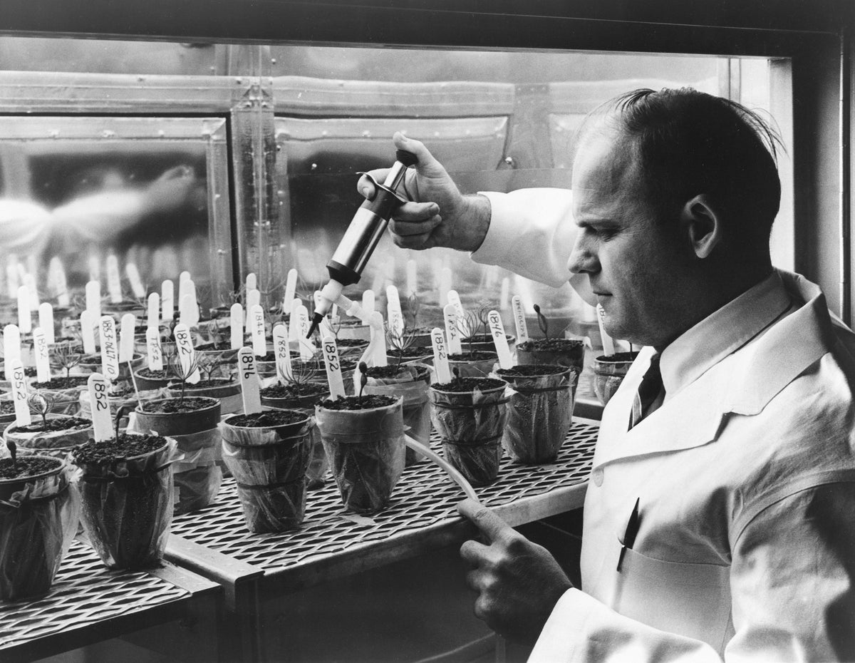 Research forester M. M. Larson administers a solution of essential nutrients to pine seedlings in a growth chamber, Ohio Agricultural Research and Development Center, Ohio State University, Wooster, 1968. Growth chambers used in agronomy, horticulture, and forestry enabled plant scientists to determine the effects of individual factors of environment on plant growth. Courtesy The Ohio State University, The College of Food, Agricultural, And Environmental Sciences