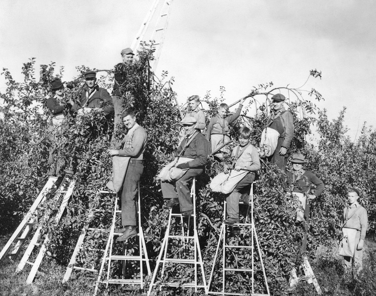 Picking fruit at Neiswander’s farm, Doylestown, circa 1946. Courtesy Chippewa Rogues Hollow Historical Society