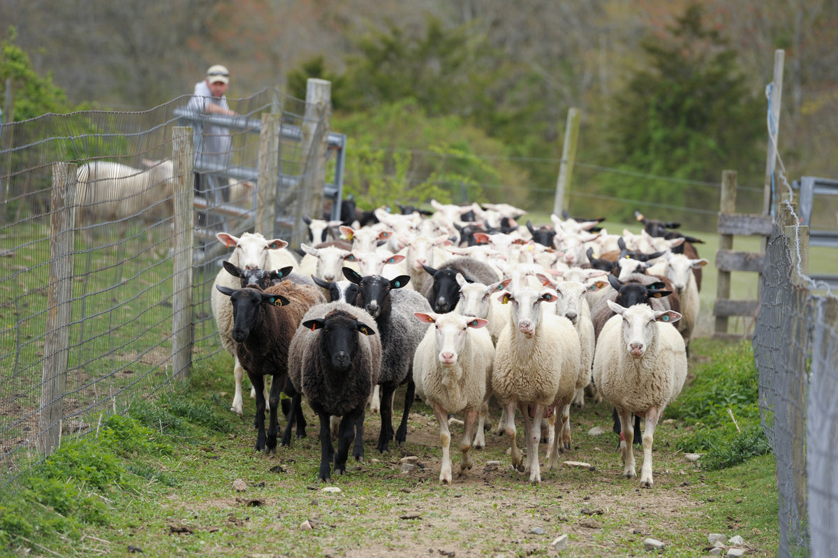 A flock of sheep at Sankow’s Beaver Meadow Farms in Lyme. Sean D. Elliot / The Day