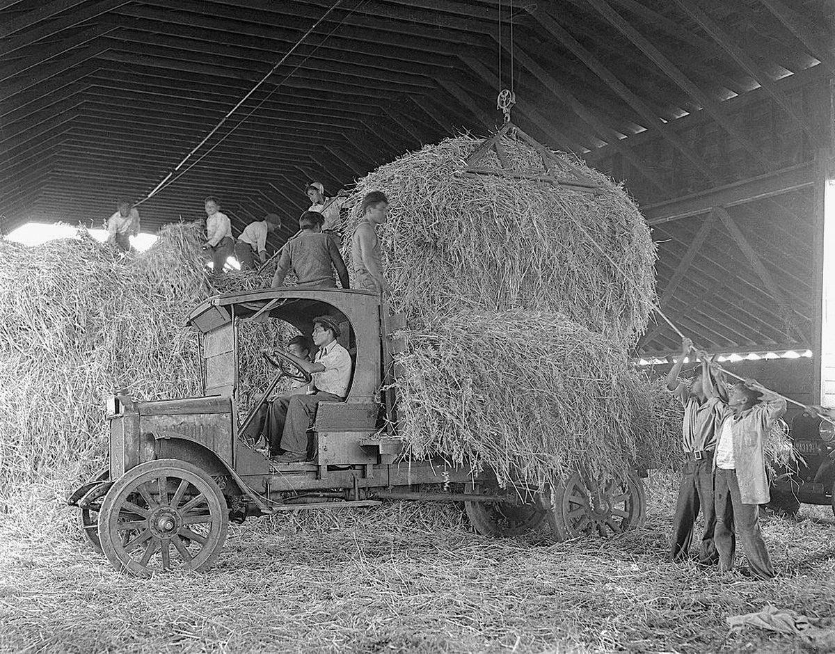 Students loading hay onto a truck bed at the Sherman Institute farm, circa 1925. Courtesy Sherman Indian Museum