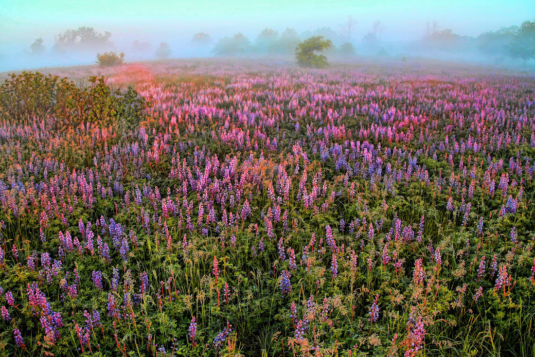 Field of lupine and a foggy morning. Photograph by Jeff Brooks