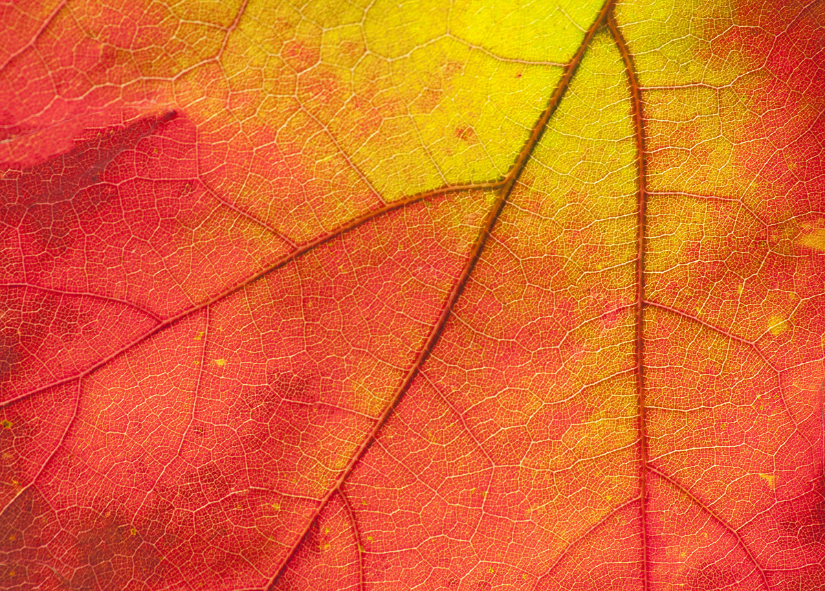 The lines and colors in a single leaf... a world unto itself! Photograph by Rachel Cain