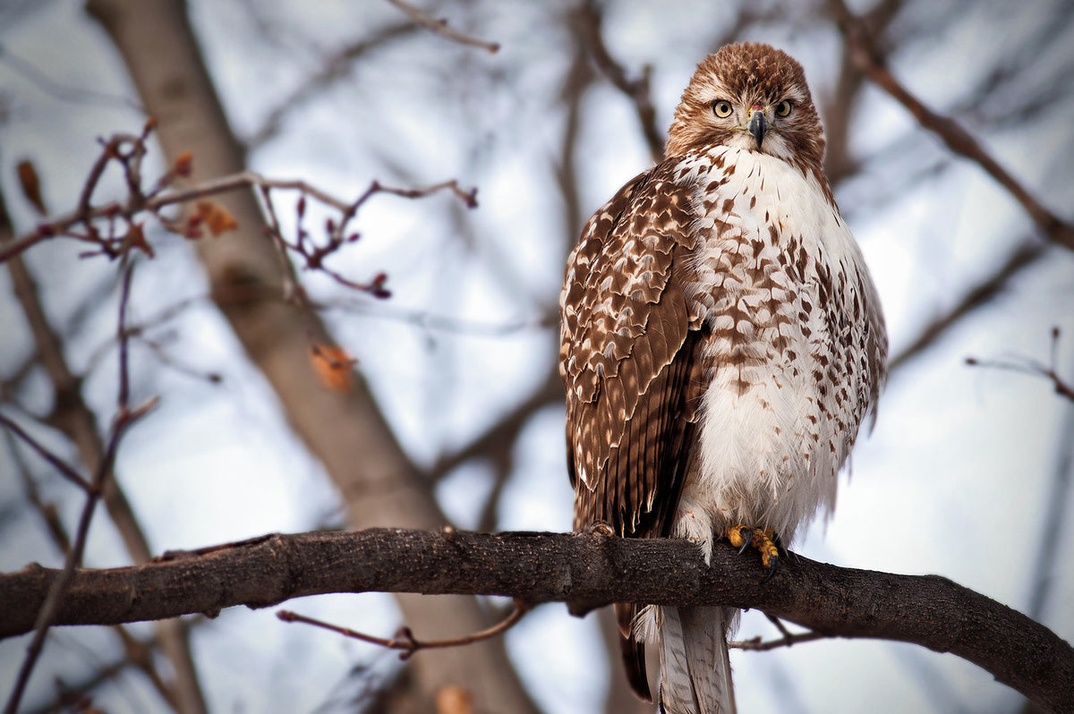 Capture Wisconsin: Wisconsin Through the Eyes of Wisconsin Photographers