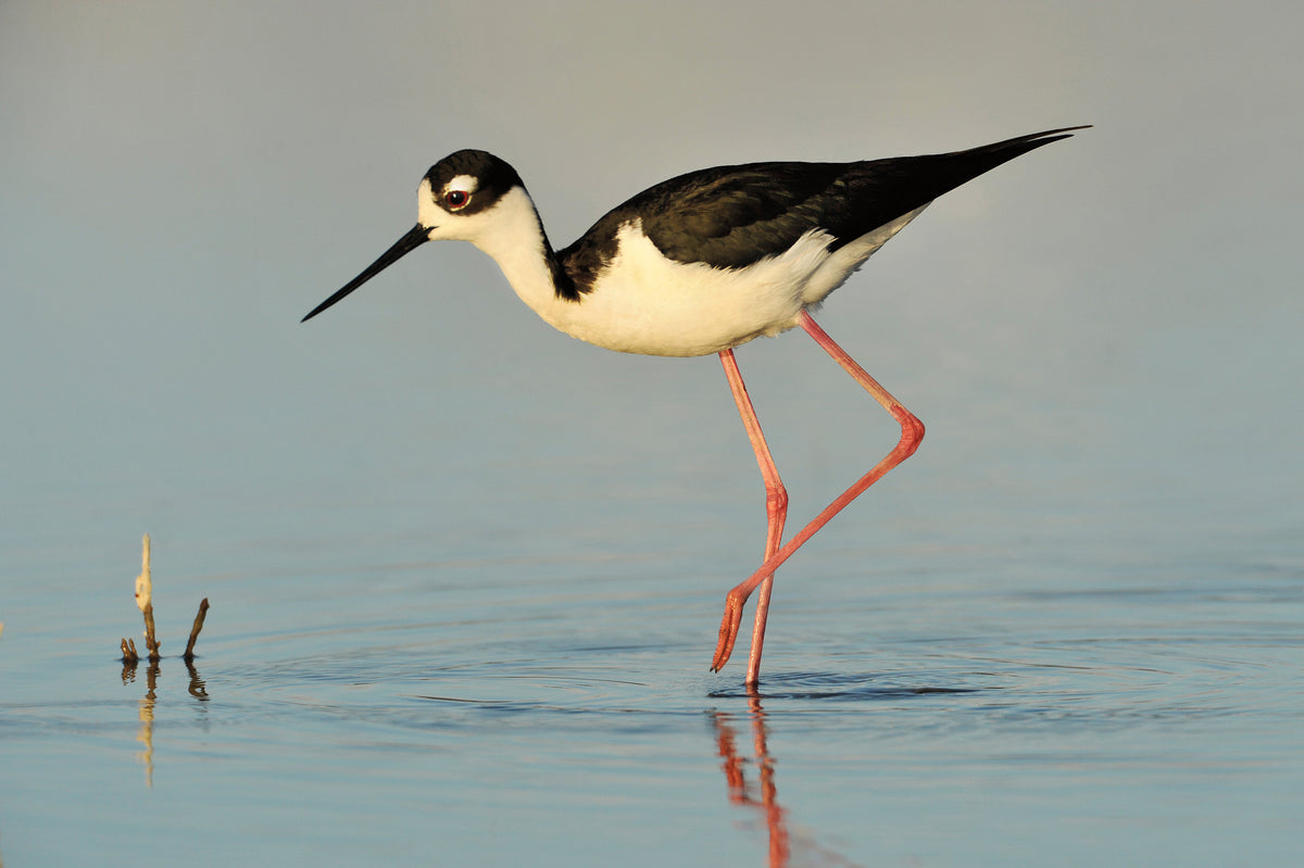Black- necked Stilt