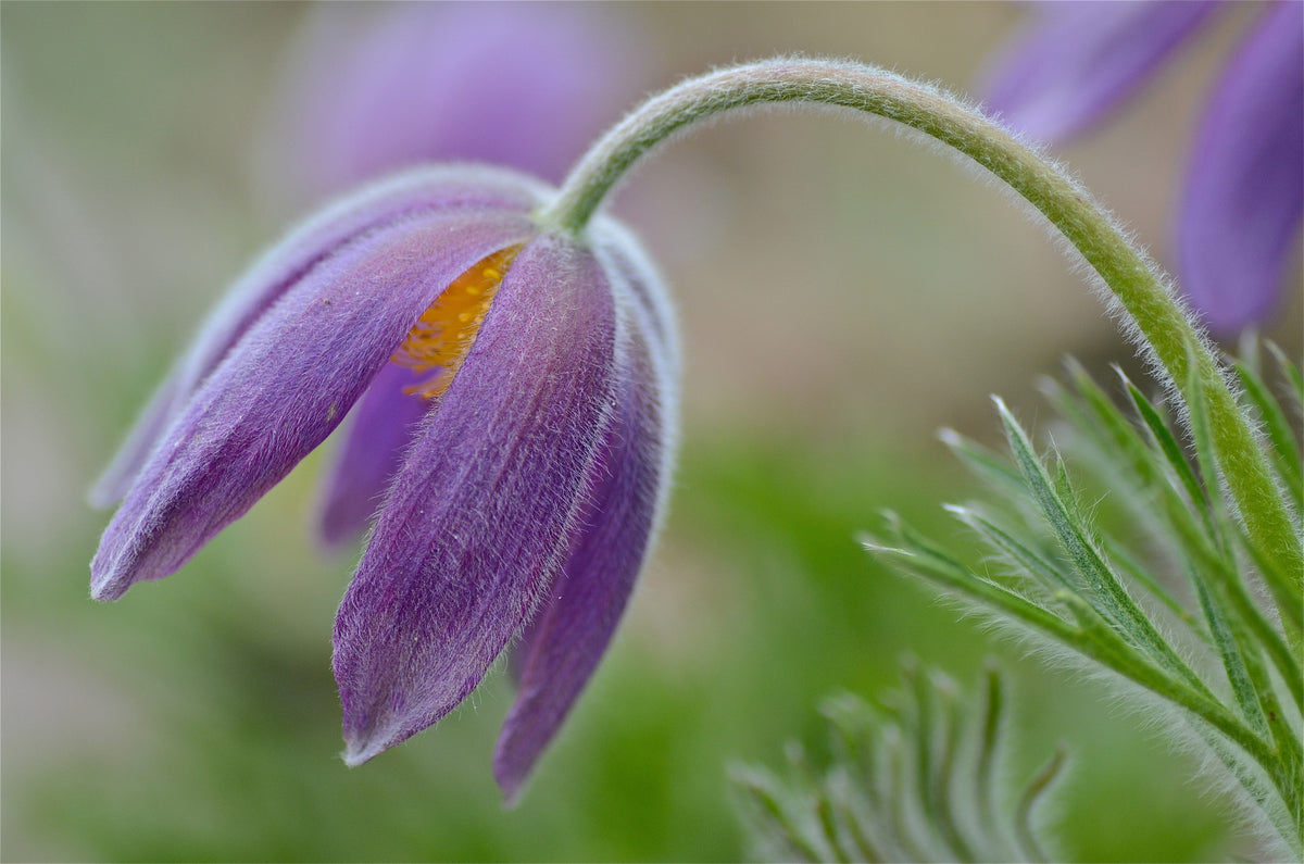 A pasque flower from last spring. Photograph by Dorothy Kvittum